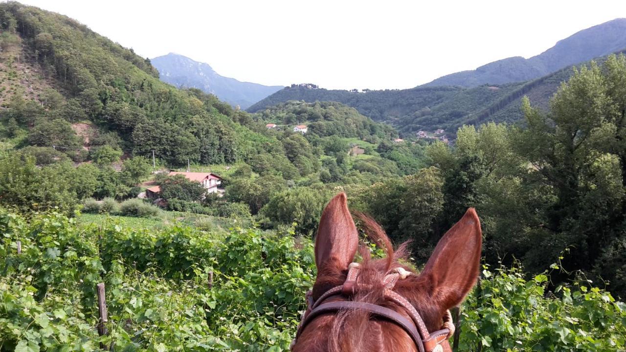 Cantina Del Casale Tramonti Zewnętrze zdjęcie